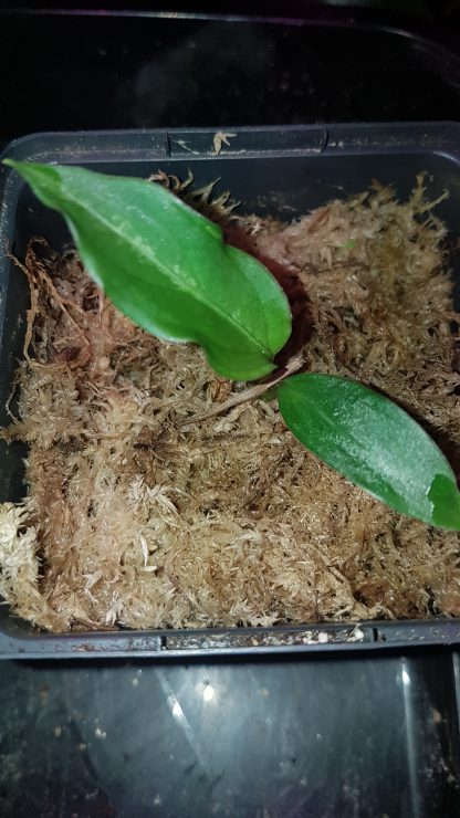 Aglaonema pictum tricolore
