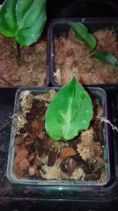 Aglaonema pictum tricolore