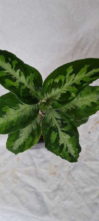 Aglaonema pictum tricolor from cutting